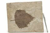 Fossil Poplar Leaf (Populus) - Nebraska #262291-2